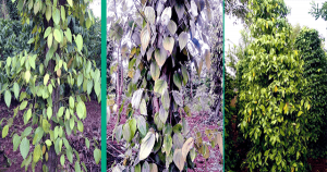 Th&agrave;nh phần v&agrave; ảnh hưởngcủa một số yếu tố sinh th&aacute;i đến mật độ nấm Fusarium spp. trong đất trồng c&acirc;y hồ ti&ecirc;u (Piper nigrum L.) tại tỉnh Đắk Lắk