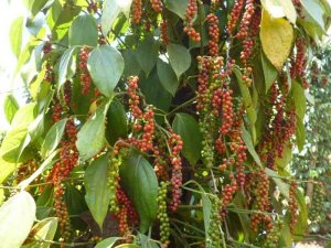 Bàn giải pháp phát triển hồ tiêu bền vững