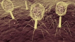 Cách m&ocirc;̣t loại &ldquo;cocktail virus&rdquo; c&oacute; thể giúp loại bỏ ng&ocirc;̣ đ&ocirc;̣c thực ph&acirc;̉m
