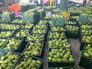  Quản l&yacute; h&oacute;a chất n&ocirc;ng nghiệp để đẩy mạnh xuất khẩu