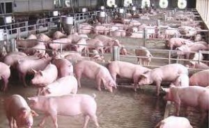 Gi&aacute; heo hơi h&ocirc;m nay 14/12: Đi ngang hay tăng trở lại?