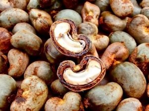 C&aacute;c nh&agrave; nghi&ecirc;n cứu ph&aacute;t hiệu chiết xuất vỏ hạt điều c&oacute; thể giảm kh&iacute; m&ecirc;-tan trong ruột