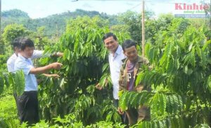 Chuyển hướng theo tư duy kinh tế n&ocirc;ng nghiệp: Đắk N&ocirc;ng ph&aacute;t huy thế mạnh n&ocirc;ng sản chủ lực