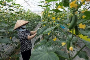 Phấn đấu đến năm 2025, x&acirc;y dựng &iacute;t nhất 300 m&ocirc; h&igrave;nh HTX NN điển h&igrave;nh hoạt động hiệu quả