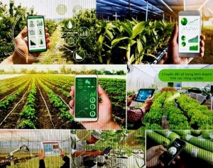 Ph&aacute;t triển hợp t&aacute;c x&atilde; th&ocirc;ng minh, chuyển đổi số, th&iacute;ch ứng biến đổi kh&iacute; hậu 