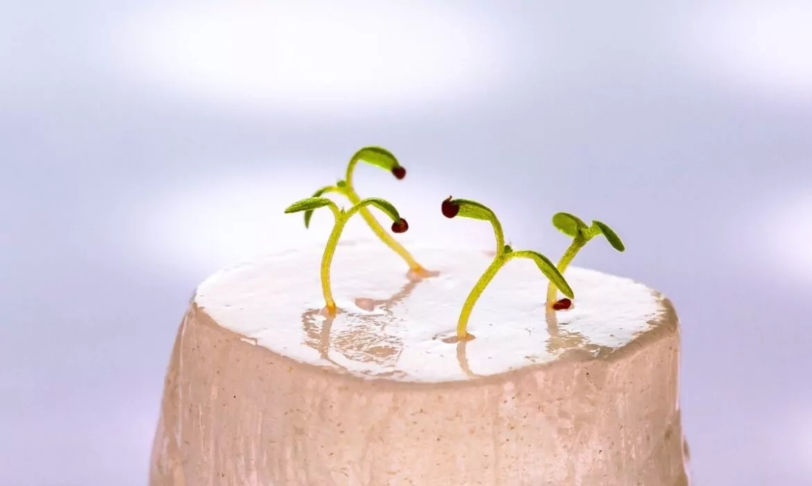 Hydrogel si&ecirc;u h&uacute;t nước tăng khả năng chịu hạn cho c&acirc;y trồng