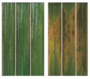 Một gen tương đồng của cây lúa đối với gen của cây arabidopsis “agd2-like defense1” đóng góp vào tính kháng bệnh đạo ôn do nấm Magnaporthe oryzae