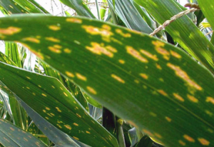 Bản đồ di truyền số lượng, ph&acirc;n giải cao về gen kh&aacute;ng bệnh sọc l&aacute; tr&ecirc;n c&acirc;y bắp (Zea mays L.) dẫn suất từ lo&agrave;i hoang dại (Z. mays ssp. parviglumis)