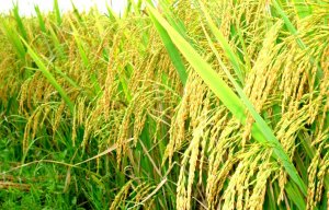 Nghi&ecirc;n cứu chọn tạo giống l&uacute;a xuất khẩu cho v&ugrave;ng Đồng Bằng S&ocirc;ng Cửu Long giai đoạn 2011-2015