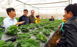 Trung T&acirc;m NC Khoai t&acirc;y, Rau v&agrave; Hoa lai tạo giống phục vụ ph&aacute;t triển n&ocirc;ng nghiệp c&ocirc;ng nghệ cao