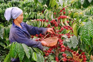 Ph&aacute;t hiện nguồn gốc v&agrave; con đường l&acirc;y lan của bệnh gỉ sắt tr&ecirc;n c&acirc;y c&agrave; ph&ecirc;