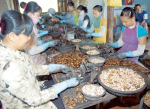 Lợi thế của c&acirc;y điều trong kh&ocirc; hạn 