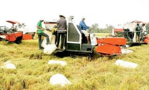 Y&ecirc;u cầu cấp b&aacute;ch 