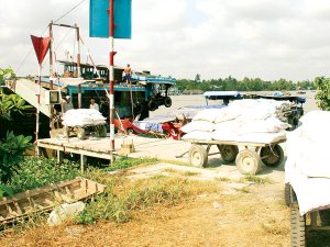 Tái cơ cấu ngành lúa gạo-Yêu cầu bức thiết