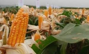 Diễn biến thị trường ng&ocirc;, đậu tương trước b&aacute;o c&aacute;o của USDA