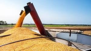 Gi&aacute; ngũ cốc ng&agrave;y 28/8/2023: Đậu tương tăng l&ecirc;n mức cao nhất trong một th&aacute;ng