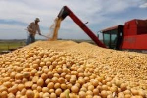 Thị trường TĂCN thế giới ng&agrave;y 24/12/2020: Ngũ cốc giảm đồng loạt 