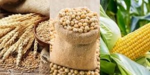 Trung Quốc: Thay đổi c&ocirc;ng thức sản xuất thức ăn chăn nu&ocirc;i