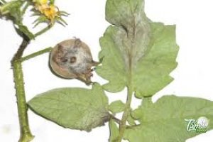 Đ&aacute;nh gi&aacute; hiệu lực ức chế của vi khuẩn Bacillus velezensis đối với nấm Phytophthora sp. g&acirc;y bệnh sương mai tr&ecirc;n c&acirc;y c&agrave; chua