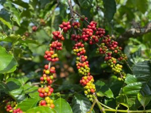 Xuất khẩu n&ocirc;ng, l&acirc;m, thuỷ sản th&aacute;ng 2 tăng gần 22%