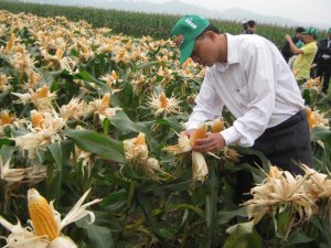 Tăng diện t&iacute;ch trồng ng&ocirc; để giảm phụ thuộc nguồn nguy&ecirc;n liệu nhập khẩu