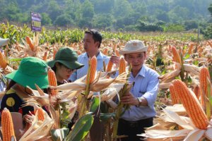 Đi t&igrave;m `cuộc c&aacute;ch mạng lần thứ hai` cho c&acirc;y ng&ocirc;