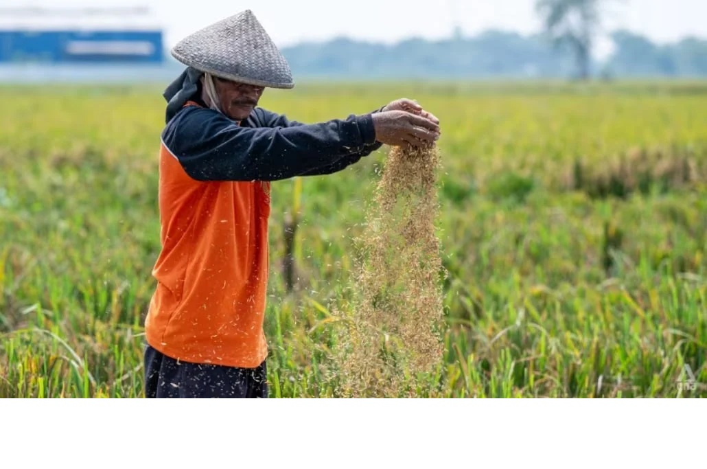 Indonesia hiện thực h&oacute;a giấc mơ tự chủ lương thực
