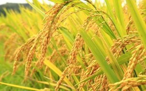 Giống l&uacute;a mới c&oacute; thể gi&uacute;p n&ocirc;ng d&acirc;n định trước thời gian thu hoạch