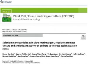 Nano Selen c&oacute; vai tr&ograve; như một Auxin mới trong ra rễ thực vật nu&ocirc;i cấy in vitro