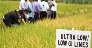 Giống l&uacute;a mới gi&uacute;p giảm bệnh tiểu đường sẽ trồng đại tr&agrave; trong năm 2025