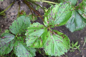 Tuyển chọn vi khuẩn c&oacute; khả năng ức chế Pilidium sp. MD1 g&acirc;y bệnh đốm l&aacute; d&acirc;u t&acirc;y (Fragaria ananassa) 