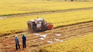 Sức bật li&ecirc;n kết v&ugrave;ng