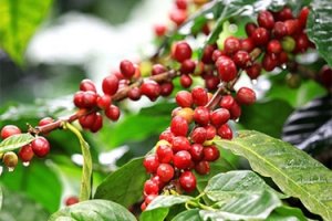 Tốc độ tăng gi&aacute; c&agrave; ph&ecirc; c&oacute; thể chững lại trong c&aacute;c th&aacute;ng c&ograve;n lại của qu&yacute; II