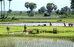 USDA: Dự b&aacute;o thị trường l&uacute;a gạo thế giới