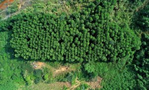 T&iacute;n chỉ carbon n&ocirc;ng nghiệp: Tiềm năng c&ograve;n bỏ ngỏ