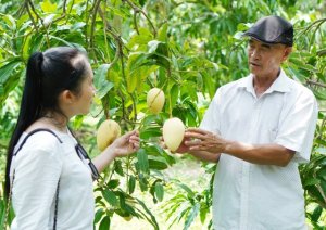 N&acirc;ng cao gi&aacute; trị v&agrave; ph&aacute;t triển bền vững ng&agrave;nh h&agrave;ng xo&agrave;i 