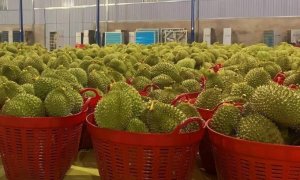 Gi&aacute; sầu ri&ecirc;ng l&ecirc;n 200.000 đồng một kg