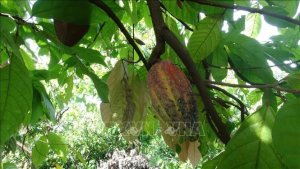 Citi Group: Đà tăng giá kỷ lục của ca cao và cà phê vẫn chưa kết thúc