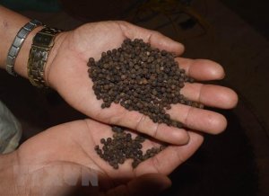 Xuất khẩu hồ ti&ecirc;u giảm về lượng nhưng tăng về gi&aacute; trị