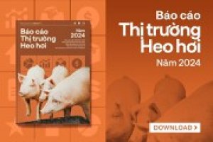 Thị trường heo hơi năm 2024: Gi&aacute; heo hơi tăng hơn 30% trong cả năm