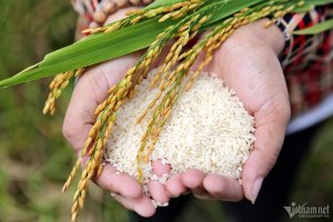 Con đường mới của l&uacute;a gạo Việt Nam