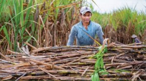  T&igrave;m lại vị thế c&acirc;y m&iacute;a: Th&aacute;o gỡ 2 điểm nghẽn ch&iacute;nh 