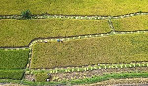 Bộ trưởng L&ecirc; Minh Hoan: Đau đ&aacute;u về ph&aacute;t triển n&ocirc;ng nghiệp xanh, bền vững