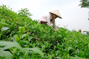 Dự b&aacute;o xuất khẩu ch&egrave; sẽ tăng trưởng khả quan 