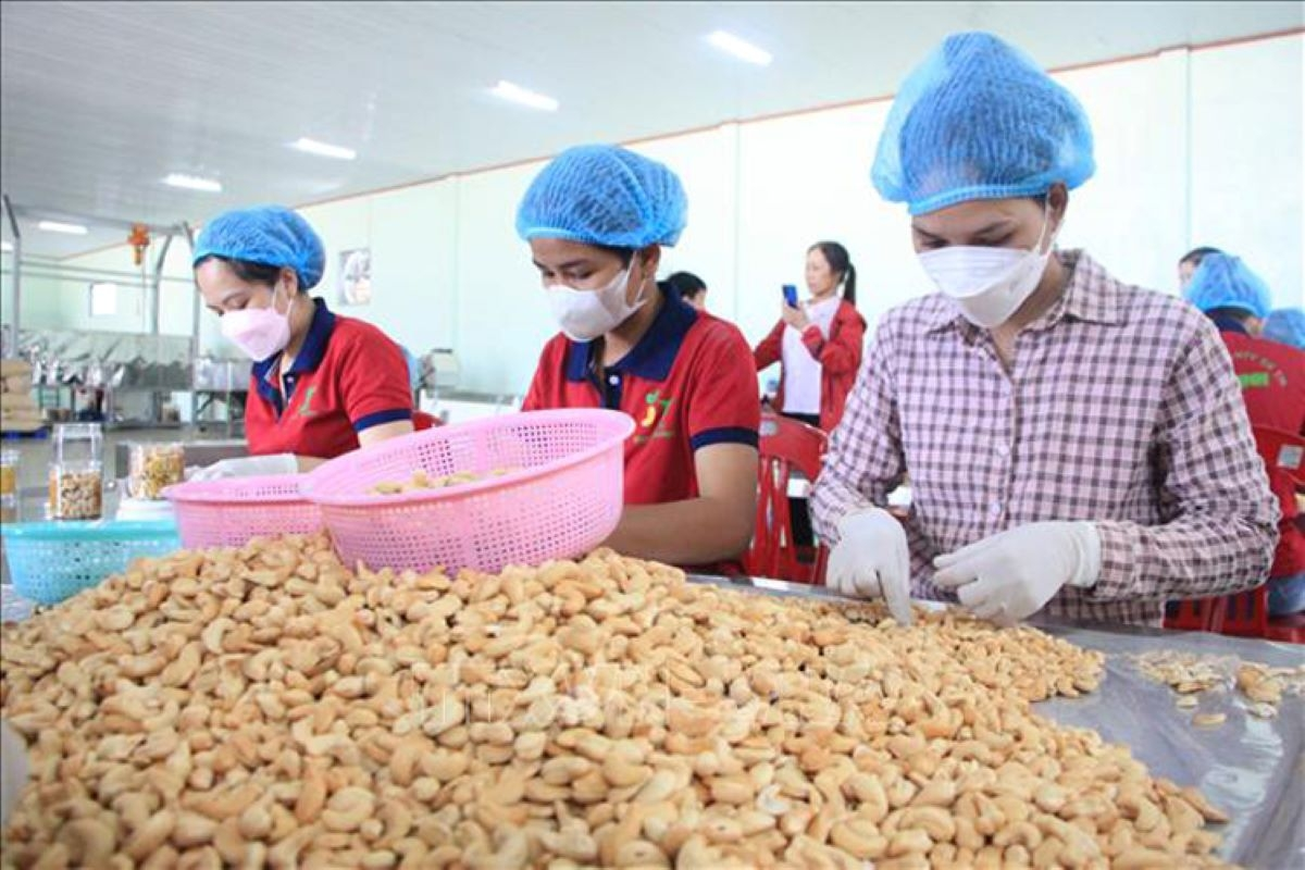 Kh&oacute; khăn tại thị trường Trung Đ&ocirc;ng, ng&agrave;nh điều hạ mục ti&ecirc;u xuất khẩu