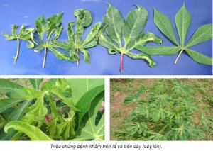 Nhận diện chỉ thị ph&acirc;n tử li&ecirc;n kết với gen kh&aacute;ng bệnh khảm l&aacute; trong c&aacute;c giống khoai m&igrave; ở Miền Nam Việt Nam