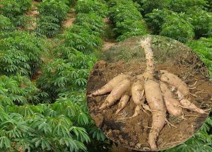 Đặc điểm sinh học, diễn biến mật độ v&agrave; yếu tố ảnh hưởng tới mật độ bọ phấn trắng Bemisia tabaci (Hemiptera: Aleyrodidae) tr&ecirc;n c&acirc;y sắn