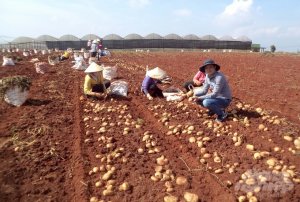 Giống mới, kỹ thuật mới gi&uacute;p năng suất khoai t&acirc;y tăng vọt 