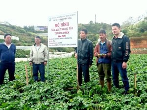 L&acirc;m Đồng: Hiệu quả từ m&ocirc; h&igrave;nh sản xuất khoai t&acirc;y thương phẩm gắn với li&ecirc;n kết ti&ecirc;u thụ sản phẩm