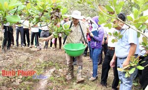 Ảnh hưởng của ph&acirc;n kho&aacute;ng sử dụng qua nước tưới đến năng suất v&agrave; chất lượng điều tại v&ugrave;ng Đ&ocirc;ng Nam Bộ 